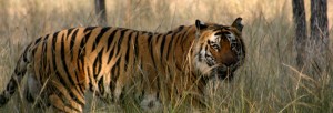 tadoba-national-park