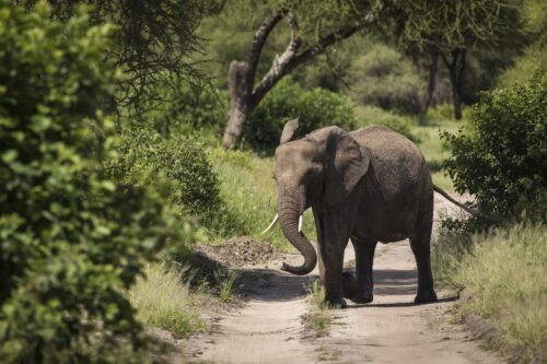 Elephant Safari