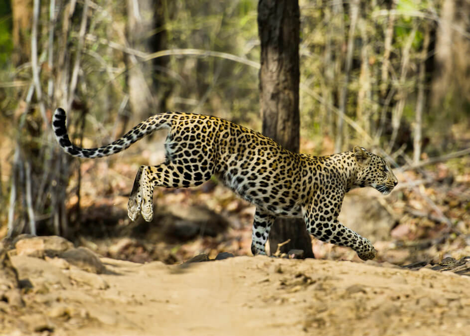 Wildlife Safari in India