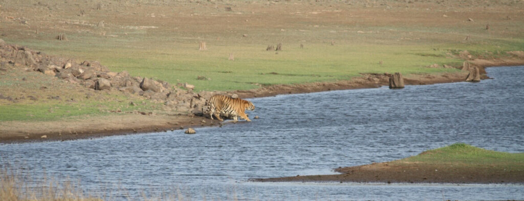 Attractions in Tadoba National Park 