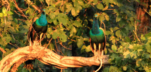 Flora and Fauna of Tadoba National Park