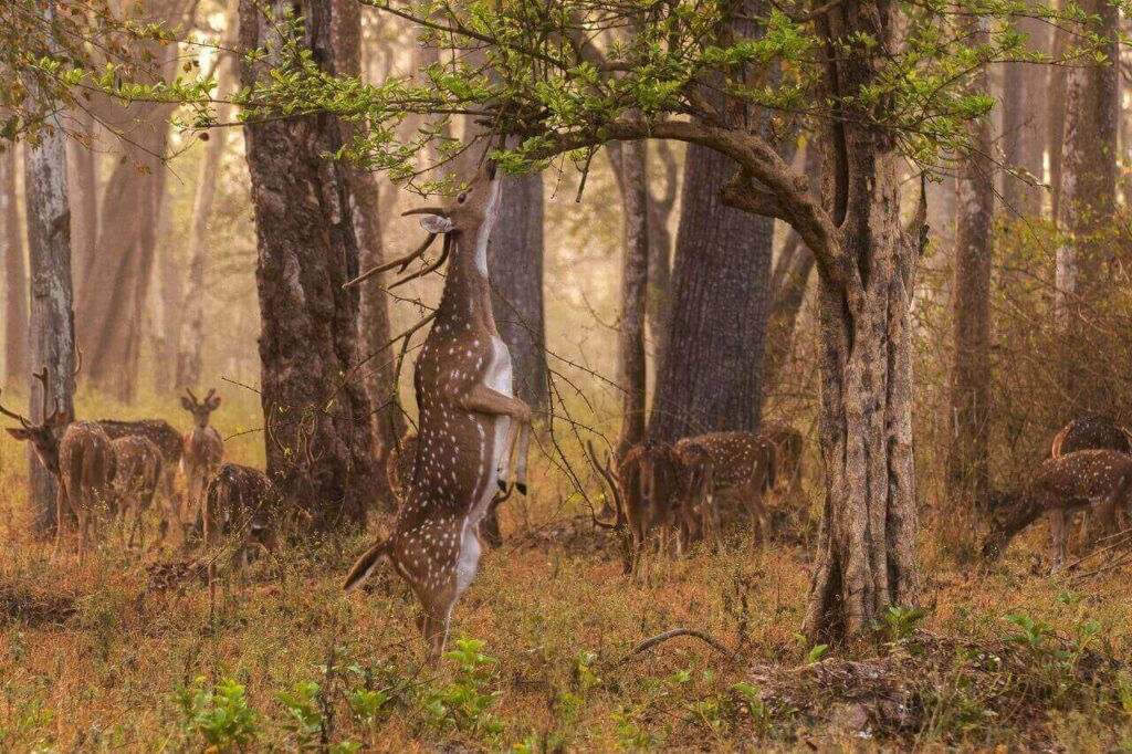 pench-national-park