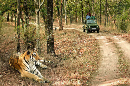 wildlifesafariinindia